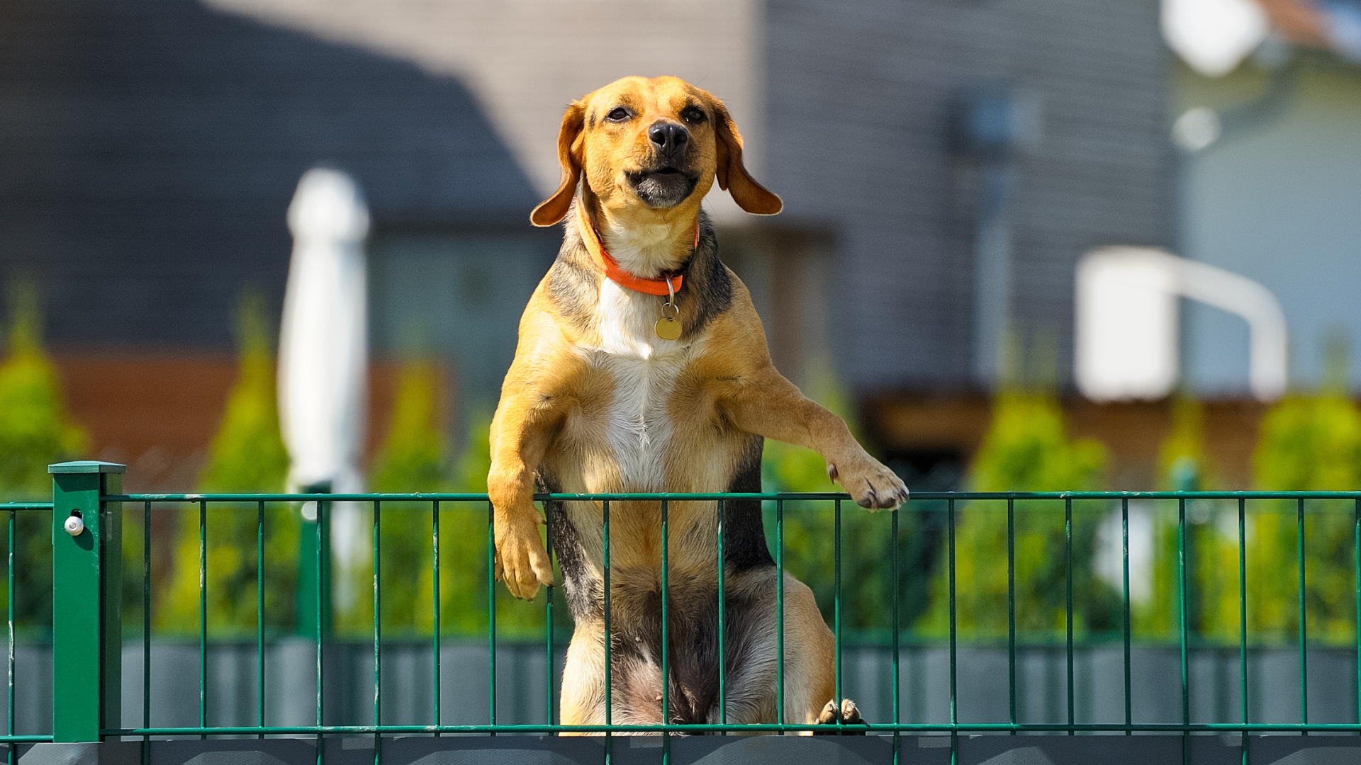 Read more about the article Ogrodzenia dla właścicieli zwierząt – Jak zadbać o bezpieczeństwo swoich pupili?