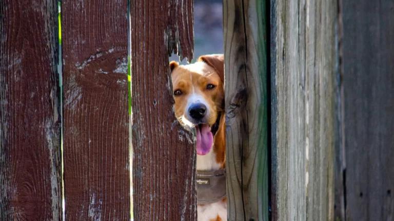 Read more about the article Ogrodzenie, a pies – jak wybrać najlepsze rozwiązanie dla posiadaczy psów?